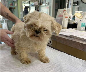 Shih Tzu Dog for Adoption in Benton, Louisiana USA