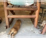 Small Photo #5 Golden Retriever Puppy For Sale in MCKINNEY, TX, USA