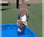 Small #9 American Pit Bull Terrier Mix
