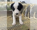 Small #3 Pyrenees Border Collie