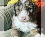Small Photo #8 Aussiedoodle Puppy For Sale in YELM, WA, USA