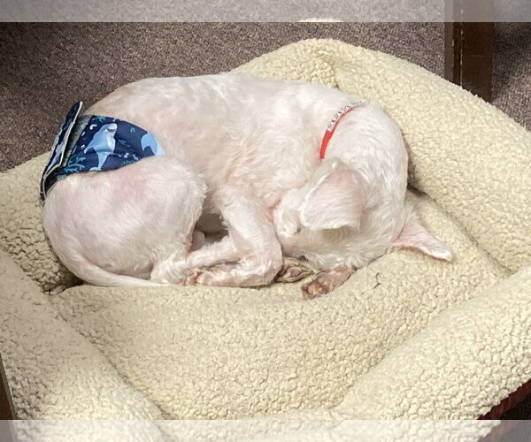 Medium Photo #16 Bichon Frise-Unknown Mix Puppy For Sale in Rootstown, OH, USA