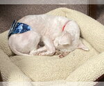 Small #15 Bichon Frise Mix