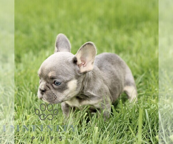 Medium Photo #4 French Bulldog Puppy For Sale in GORDONVILLE, PA, USA