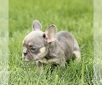 Small #3 French Bulldog
