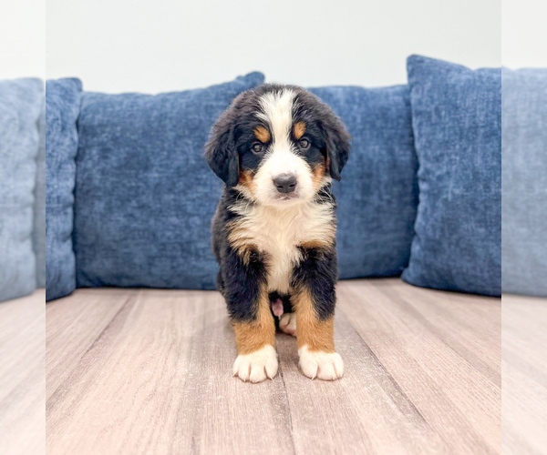 Medium Photo #3 Bernese Mountain Dog Puppy For Sale in DUNDEE, OH, USA