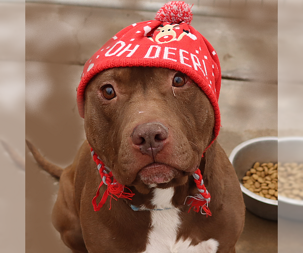 Medium Photo #2 American Staffordshire Terrier-Unknown Mix Puppy For Sale in Cottonwood, AZ, USA