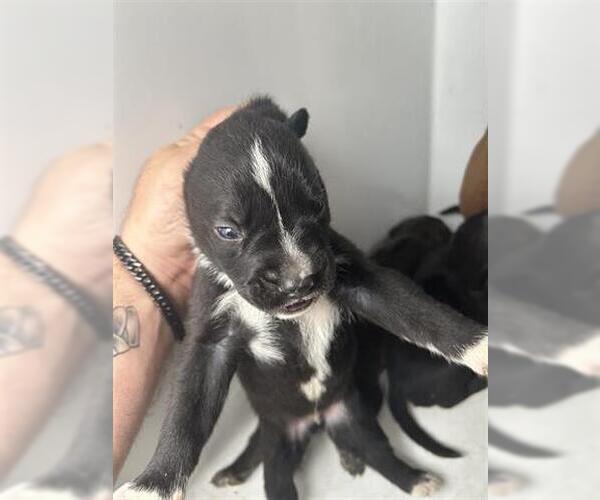 Medium Photo #1 Mutt Puppy For Sale in Houston, TX, USA