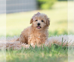 Small Photo #52 Maltipoo (Miniature) Puppy For Sale in WARSAW, IN, USA