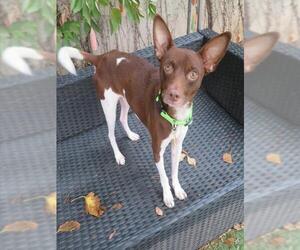 Alaskan Klee Kai Dogs for adoption in Oklahoma City, OK, USA
