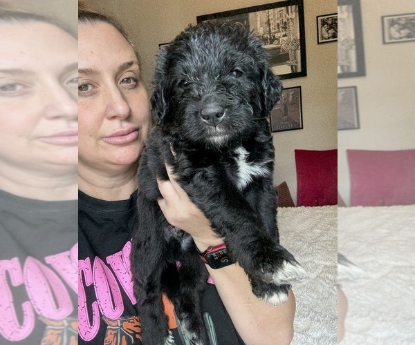Medium Photo #28 Bernedoodle Puppy For Sale in BELMONT, NC, USA