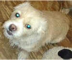 Small Photo #1 Cairn Terrier-Unknown Mix Puppy For Sale in San Antonio, TX, USA