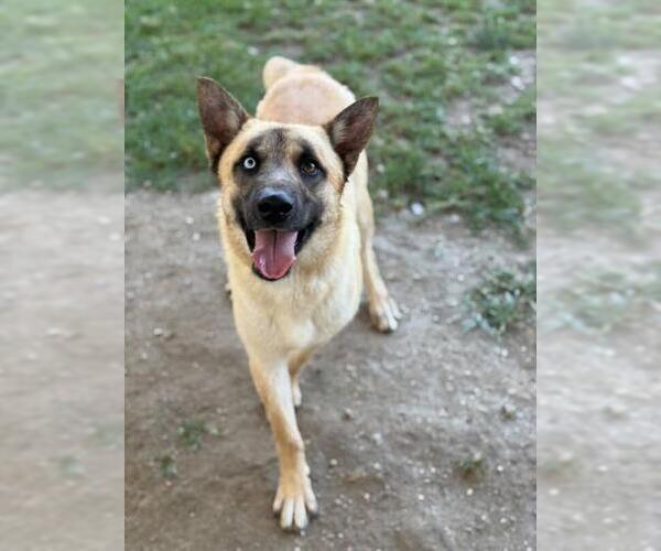 Medium Photo #2 German Shepherd Dog-Unknown Mix Puppy For Sale in Riverside, CA, USA
