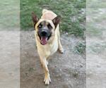 Small #1 German Shepherd Dog Mix