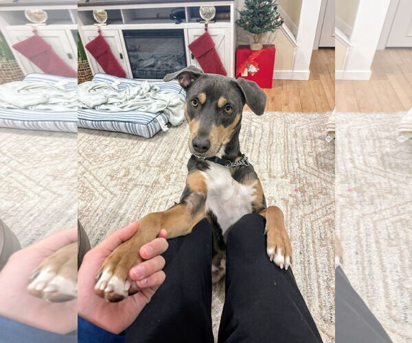 Medium Photo #1 Doberman Pinscher-Unknown Mix Puppy For Sale in Rockaway, NJ, USA