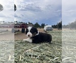 Small Photo #2 Australian Shepherd Puppy For Sale in COTTONWOOD, CA, USA