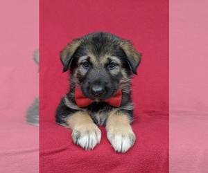 Alaskan Malamute-German Shepherd Dog Mix Puppy for sale in KIRKWOOD, PA, USA