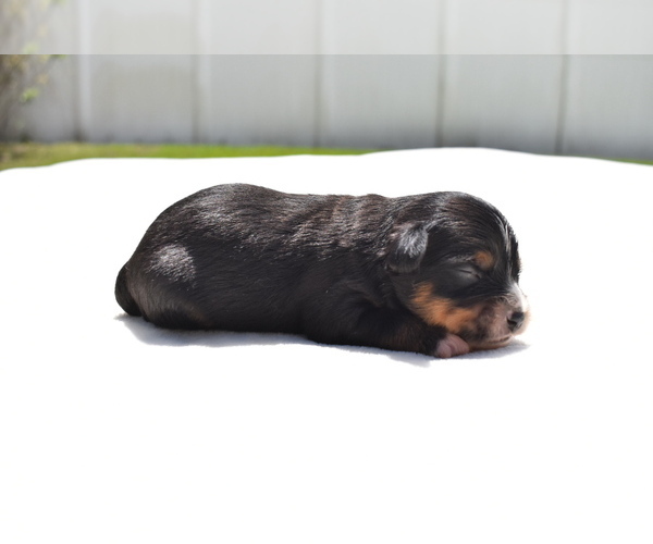 Medium Photo #4 Miniature Australian Shepherd Puppy For Sale in PALM COAST, FL, USA