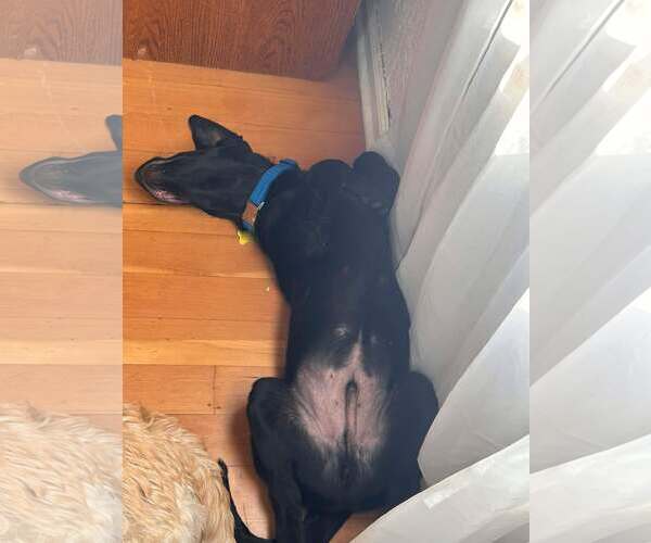 Medium Photo #4 Labrador Retriever-Unknown Mix Puppy For Sale in Sandy, UT, USA