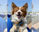 Small #8 Chi-Corgi