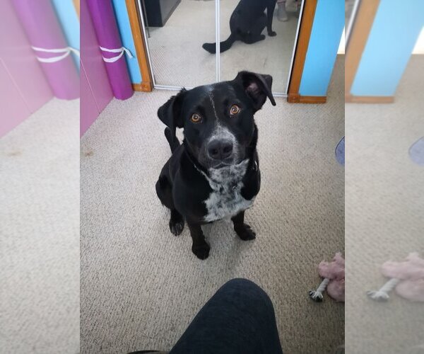 Medium Photo #1 Labrador Retriever-Unknown Mix Puppy For Sale in Calgary, Alberta, Canada