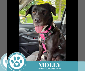 Labrador Retriever Dogs for adoption in Kimberton, PA, USA