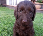 Small Photo #5 Labradoodle Puppy For Sale in STOCKTON, MD, USA