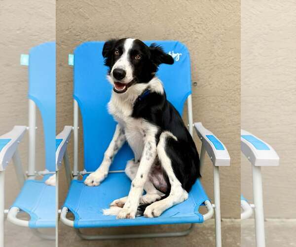 Medium Photo #1 Border Collie-Unknown Mix Puppy For Sale in Paso Robles, CA, USA