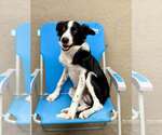 Ralphie - Male Border Collie-Unknown Mix Dog for Adoption - Small photo