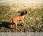 Small #3 Rhodesian Ridgeback