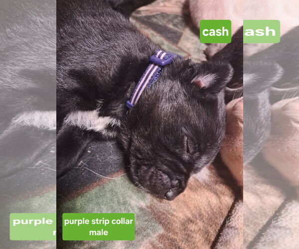 Medium Photo #2 Shepradors Puppy For Sale in Princeton, MN, USA