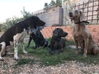 Small Photo #1 German Shorthaired Pointer Puppy For Sale in LAS VEGAS, NV, USA