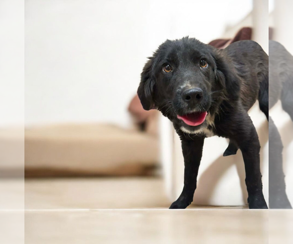 Medium Photo #5 Mutt Puppy For Sale in Vail, AZ, USA