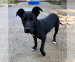 Small #1 Retriever  Mix