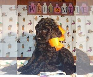 Goldendoodle Puppy for sale in DICKSON, TN, USA
