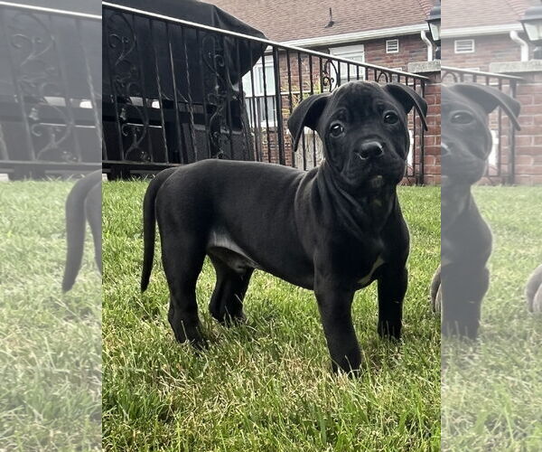 Medium Photo #1 American Pit Bull Terrier-Unknown Mix Puppy For Sale in Catasauqua, PA, USA
