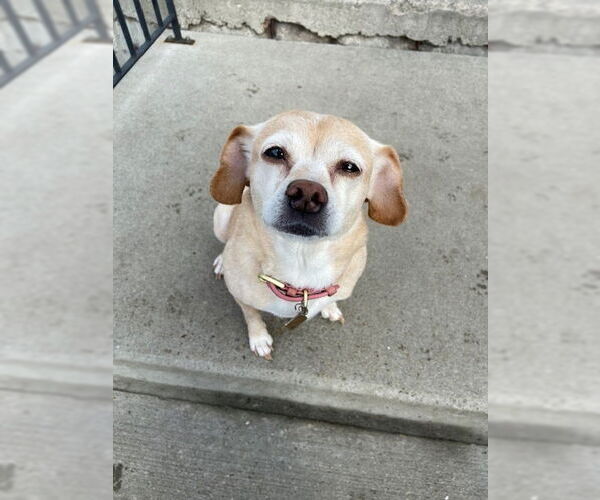 Medium Photo #3 Chihuahua-Unknown Mix Puppy For Sale in Boston, MA, USA