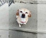 Small #2 Chihuahua Mix
