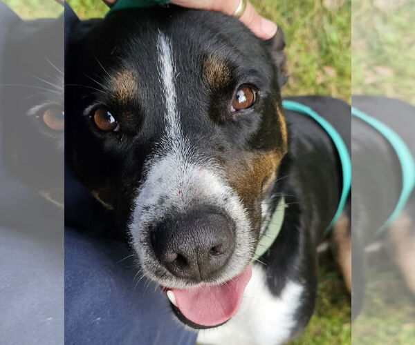 Medium Photo #2 American Pit Bull Terrier-Unknown Mix Puppy For Sale in Ocoee, FL, USA