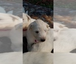 Small Photo #8 Golden Pyrenees-Great Pyrenees Mix Puppy For Sale in RAVENNA, MI, USA
