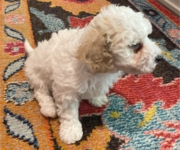 Medium Photo #8 Maltipoo Puppy For Sale in JASPER, GA, USA