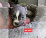 Small #4 Faux Frenchbo Bulldog
