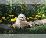 Small Photo #13 Bichon Frise Puppy For Sale in HUMBOLDT, IL, USA