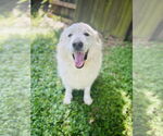 Small Great Pyrenees