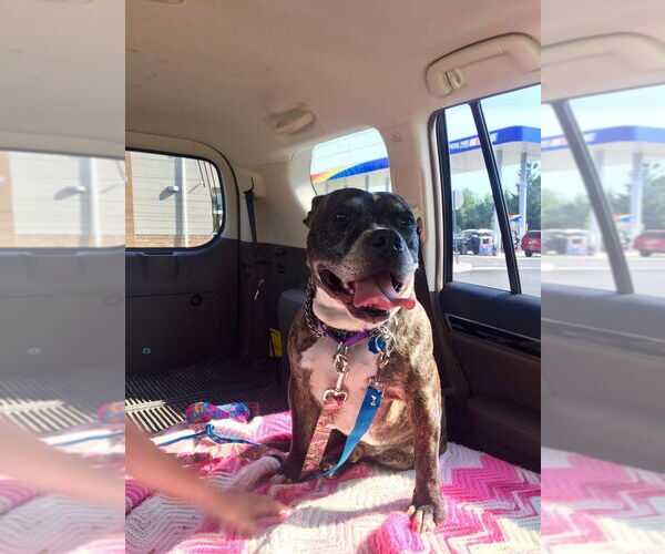 Medium Photo #3 Bullboxer Pit Puppy For Sale in New York, NY, USA