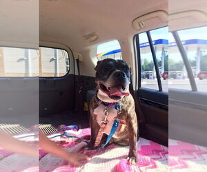 Dre - Male Bullboxer Pit Dog for Adoption - Photo #3