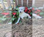 Puppy Ferrah German Shepherd Dog