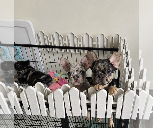 Medium Photo #1 French Bulldog Puppy For Sale in GLEN BURNIE, MD, USA