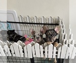 Small Photo #1 French Bulldog Puppy For Sale in GLEN BURNIE, MD, USA