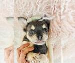 Small #10 French Bulldog